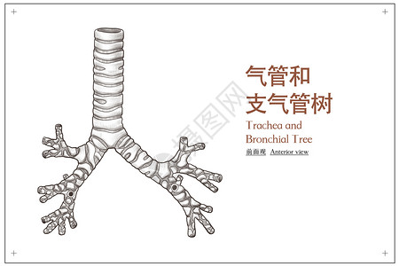 喉咙干燥气管和支气管树前面观医疗插画插画