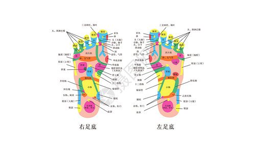 足底穴位中医足部经脉反射对照图插画