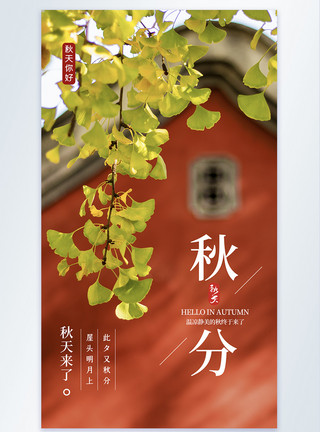 秋天的落叶季节红墙银杏秋分摄影海报设计模板