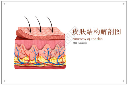 立体皮肤结构示意图背景图片