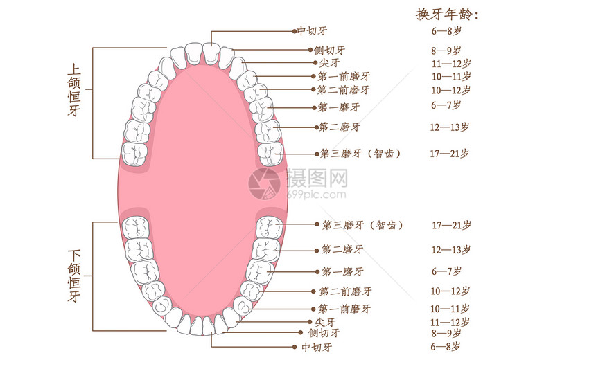 牙齿生长年龄科普插画图片