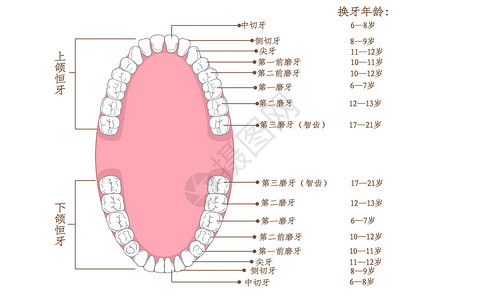 牙科支架牙齿生长年龄科普插画插画