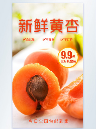 新鲜杏子新鲜黄杏摄影图海报模板