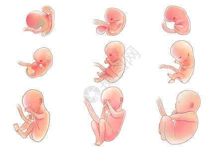 宝宝智力发育人类胚胎发育医疗插画插画