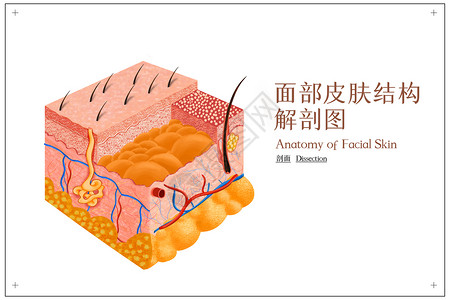 解剖图皮肤多层面解剖示意图插画