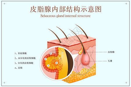 皮脂腺内部结构示意图背景图片