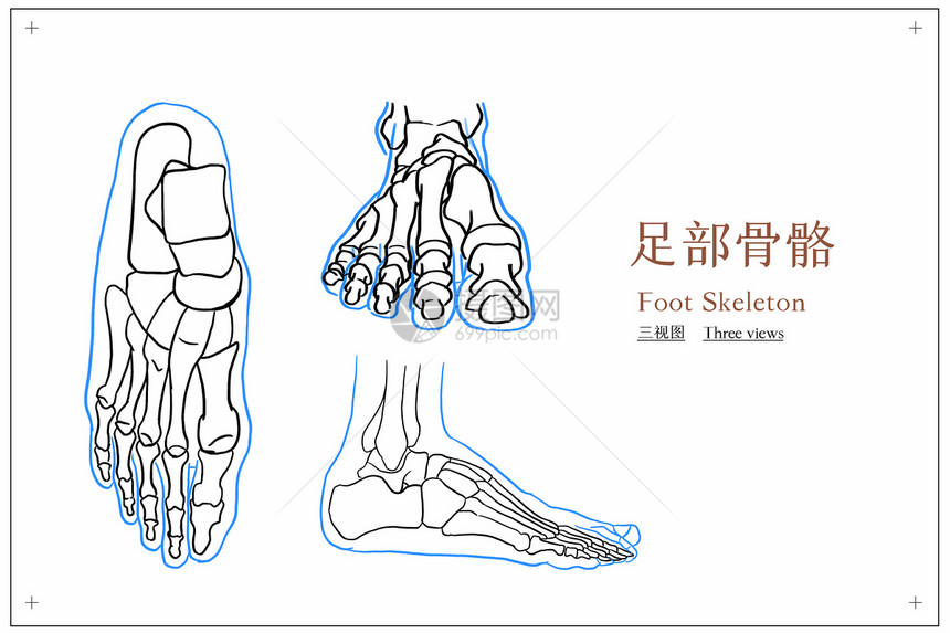 脚部骨骼人体解剖医疗插画图片