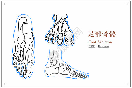 脚部骨骼人体解剖医疗插画背景图片