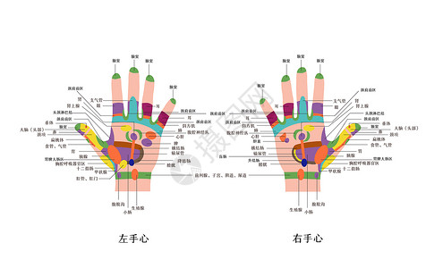 中医手心反射区对照图图片素材