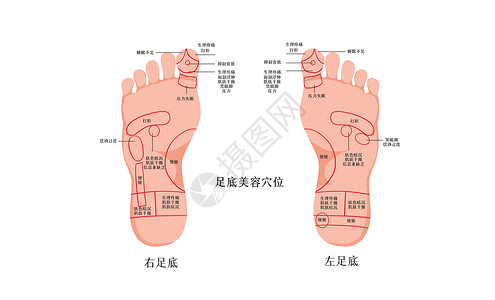 足底穴位足底美容穴位图插画