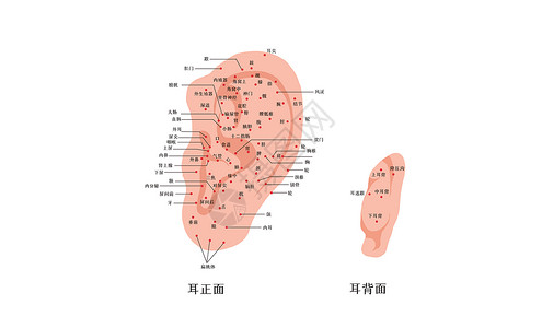 耳朵常用穴位图高清图片