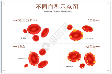 血小板医疗首页不同血型示意图插画