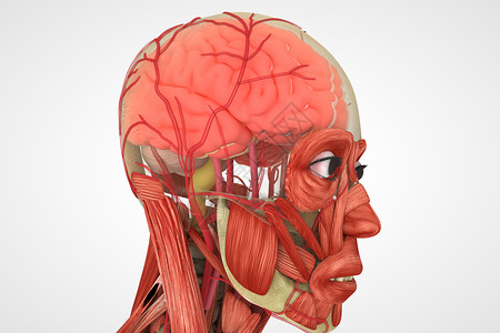 头部肌肉C4D大脑模型设计图片
