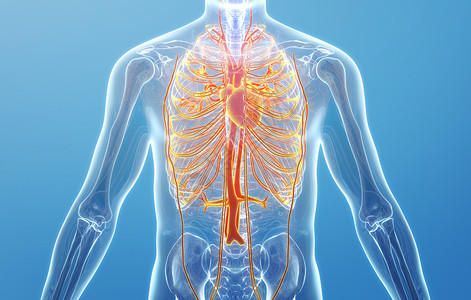 人体心脏血管系统人体模型高清图片素材