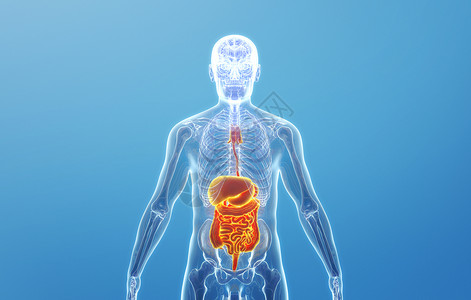 人体消化系统结构健康高清图片素材