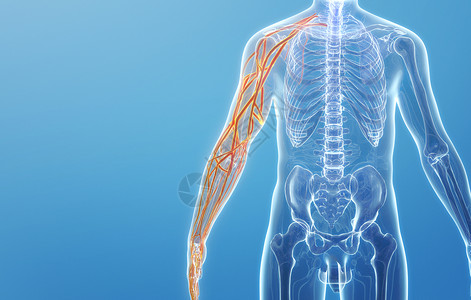血管分布人体上肢静脉结构设计图片