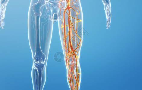 人体大腿血管静脉高清图片素材