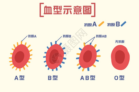 血液净化血型介绍插画