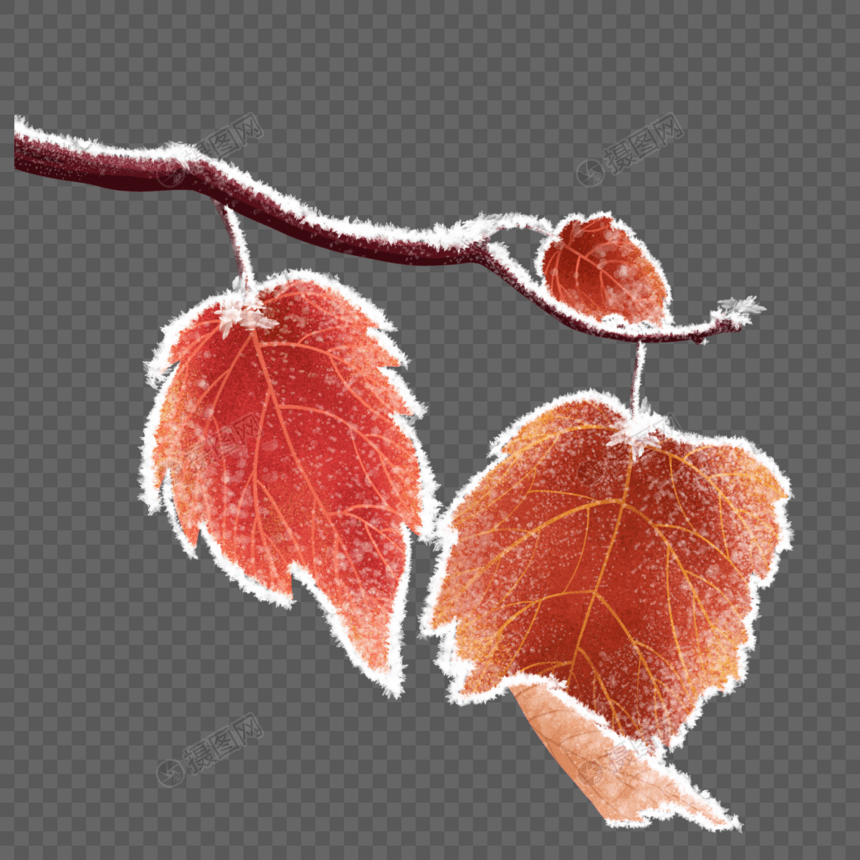 树叶结霜图片