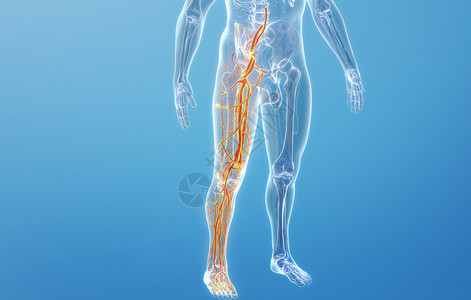 血管分布人体下肢血管结构设计图片
