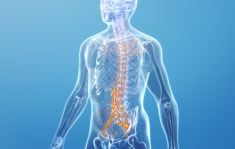 脊柱淋巴系统图片