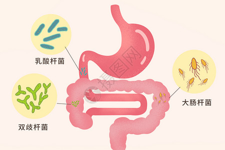 饮食卫生肠道益生菌科普插画插画