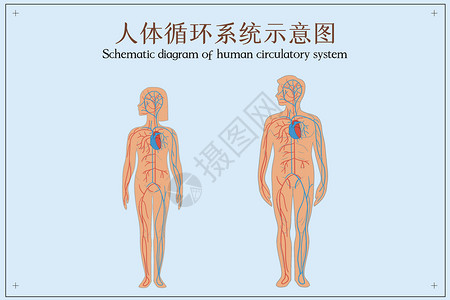 男性人体人体循环系统示意图插画