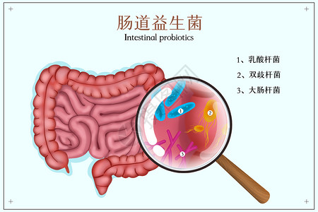 双诞肠道里的益生菌插画插画