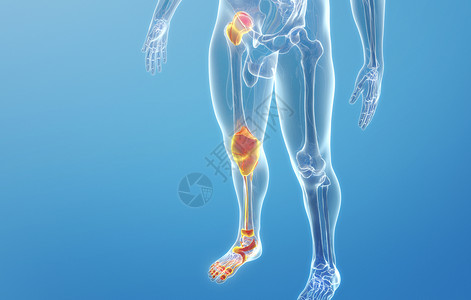 系统解剖人体下肢骨关节设计图片
