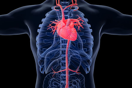 人体器官透视心脏器官模型设计图片