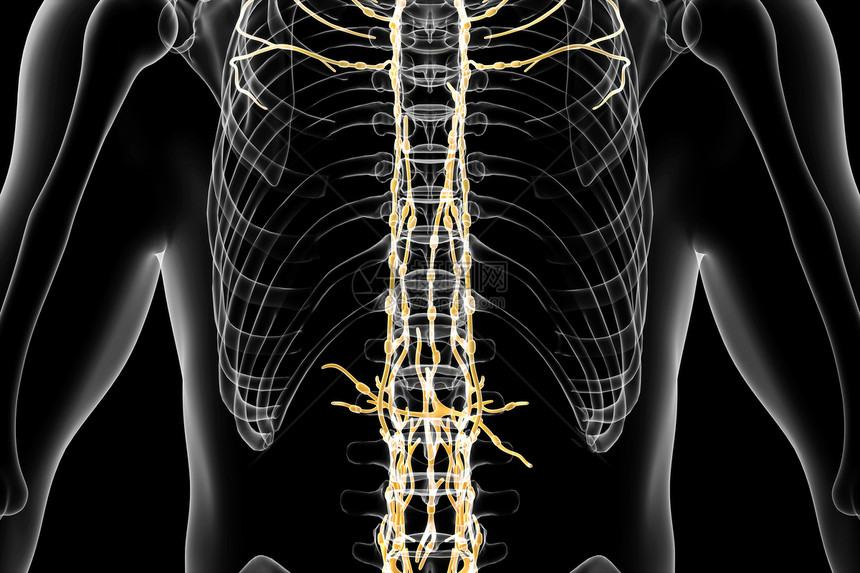 人体脊柱淋巴系统图片