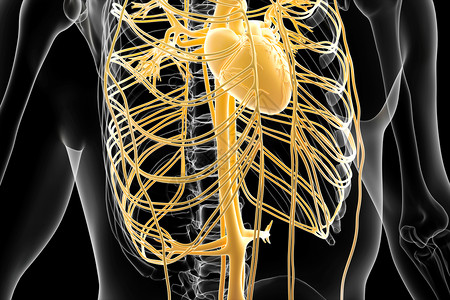 心血管系统图片