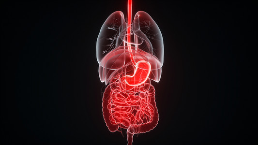 肠胃消化3D胃部场景设计图片