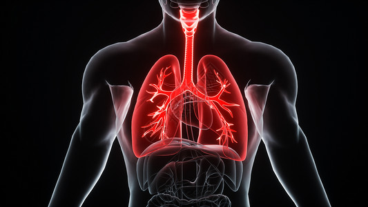 气管插管3D肺部场景设计图片