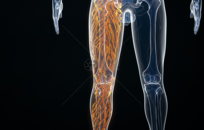 人体右腿神经结构图片