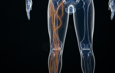 人体腿部动脉结构图片
