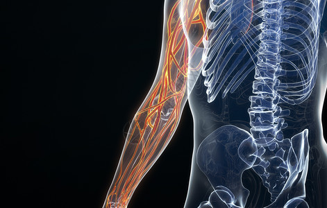 人体经脉图人体手臂血管结构设计图片