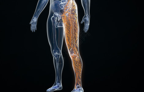 腿部血管人体腿部淋巴分布设计图片