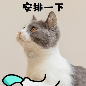 黑白猫咪安排一下打电话打CALL猫咪萌宠GIF高清图片