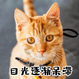 白色虎呆白痴傻瓜猫咪宠物GIF高清图片