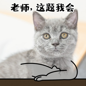 灰色猫咪上课学生交友考试做题举手猫咪宠物GIF高清图片