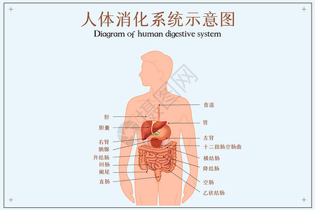 系统解剖人体消化系统示意图插画