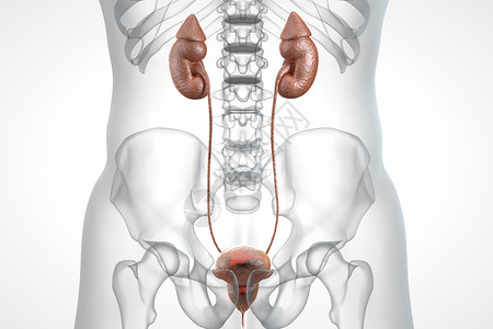 右输尿管前列腺病变场景设计图片