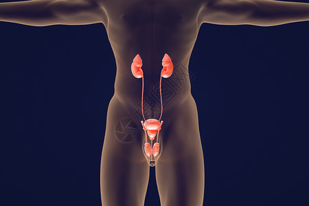 男性泌尿器官尿道炎高清图片素材