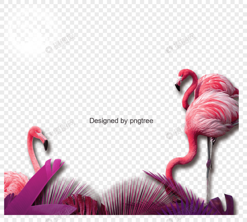 粉红色热带鸟图片