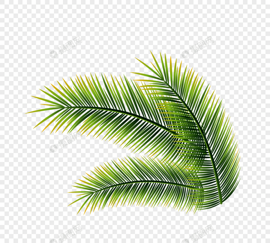 大绿色热带树叶图片