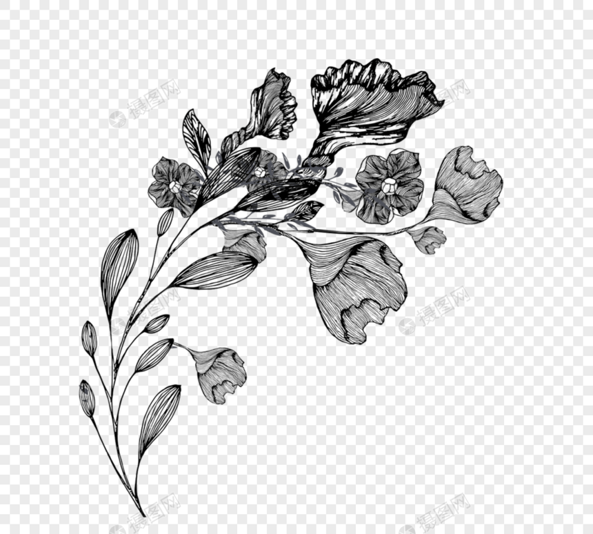 花黑色和白色植物线条画植物图片