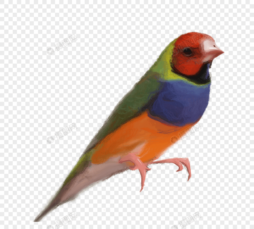 彩色小鸟设计素材图片