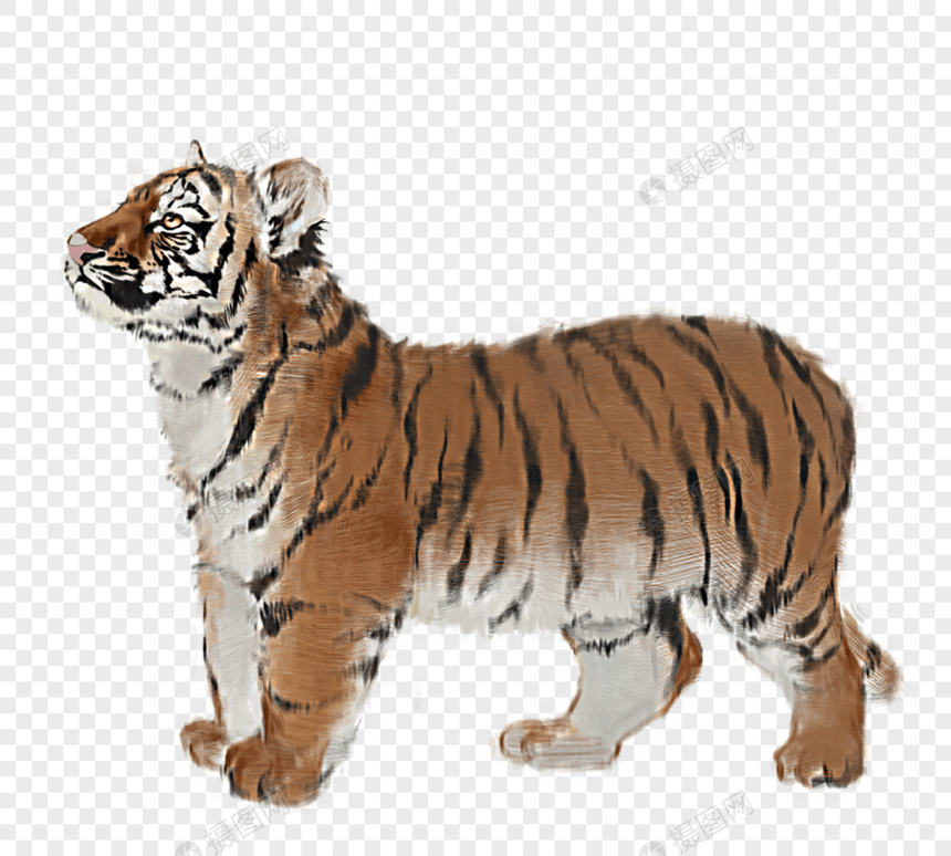 野兽老虎手绘野兽图片