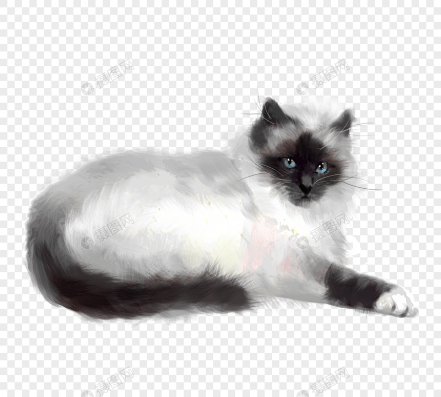 可爱波斯猫手绘元素图片